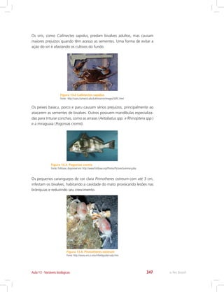e-Tec Brasil347
Os siris, como Callinectes sapidus, predam bivalves adultos, mas causam
maiores prejuízos quando têm acesso as sementes. Uma forma de evitar a
ação do siri é afastando os cultivos do fundo.
Figura 13.2 Callinectes sapidus
Fonte: http://users.hartwick.edu/kuhlmannm/images/SERC.html
Figura 13.3. Pogonias cromis
Fonte: Fishbase, disponível em: http://www.fishbase.org/Photos/PicturesSummary.php
Figura 13.4. Pinnotheres ostreum
Fonte: http://www.sms.si.edu/irlfieldguide/crabs.htm
Os peixes baiacu, porco e paru causam sérios prejuízos, principalmente ao
atacarem as sementes de bivalves. Outros possuem mandíbulas especializa-
das para triturar conchas, como as arraias (Aetobatus spp. e Rhinoptera spp.)
e a miraguaia (Pogonias cromis).
Os pequenos caranguejos de cor clara Pinnotheres ostreum com até 3 cm,
infestam os bivalves, habitando a cavidade do mato provocando lesões nas
brânquias e reduzindo seu crescimento.
Aula 13 - Variáveis biológicas
 