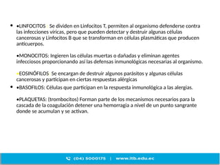  •LINFOCITOS : Se dividen en Linfocitos T, permiten al organismo defenderse contra
las infecciones víricas, pero que pueden detectar y destruir algunas células
cancerosas y Linfocitos B que se transforman en células plasmáticas que producen
anticuerpos.
•MONOCITOS: Ingieren las células muertas o dañadas y eliminan agentes
infecciosos proporcionando así las defensas inmunológicas necesarias al organismo.
•EOSINÓFILOS: Se encargan de destruir algunos parásitos y algunas células
cancerosas y participan en ciertas respuestas alérgicas
 •BASOFILOS: Células que participan en la respuesta inmunológica a las alergias.
•PLAQUETAS: (trombocitos) Forman parte de los mecanismos necesarios para la
cascada de la coagulación detener una hemorragia a nivel de un punto sangrante
donde se acumulan y se activan.
 