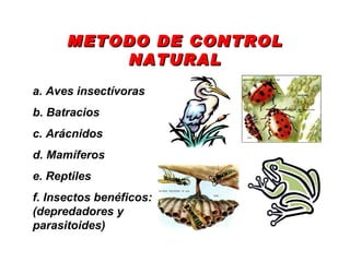 METODO DE CONTROL NATURAL a. Aves insectívoras  b. Batracios c. Arácnidos d. Mamíferos e. Reptiles f. Insectos benéficos: ...