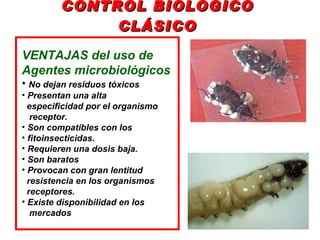 CONTROL BIOLÓGICO CLÁSICO <ul><li>VENTAJAS del uso de </li></ul><ul><li>Agentes microbiológicos </li></ul><ul><li>No dejan...