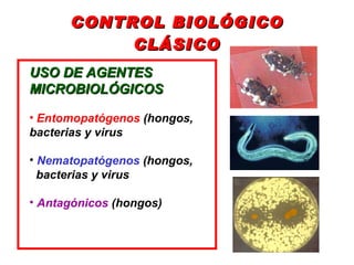 CONTROL BIOLÓGICO CLÁSICO <ul><li>USO DE AGENTES  </li></ul><ul><li>MICROBIOLÓGICOS   </li></ul><ul><li>Entomopatógenos  (...