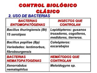 CONTROL BIOLÓGICO CLÁSICO 2. USO DE BACTERIAS   Coleópteros: escarabajos Bacillus popiliae (Bp) Variedades: lentimorbus, f...