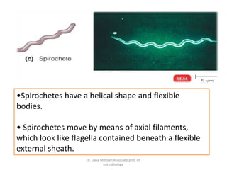 Medical microbiology | PPTX