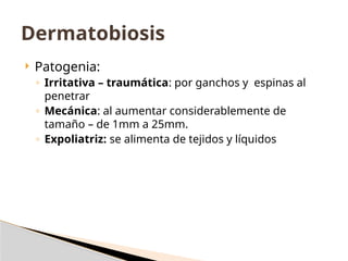  Patogenia:
◦ Irritativa – traumática: por ganchos y espinas al
penetrar
◦ Mecánica: al aumentar considerablemente de
tamaño – de 1mm a 25mm.
◦ Expoliatriz: se alimenta de tejidos y líquidos
Dermatobiosis
 
