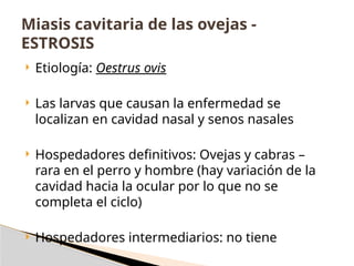  Etiología: Oestrus ovis
 Las larvas que causan la enfermedad se
localizan en cavidad nasal y senos nasales
 Hospedadores definitivos: Ovejas y cabras –
rara en el perro y hombre (hay variación de la
cavidad hacia la ocular por lo que no se
completa el ciclo)
 Hospedadores intermediarios: no tiene
Miasis cavitaria de las ovejas -
ESTROSIS
 