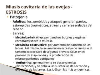  Patogenia
◦ Adultos: los zumbidos y ataques generan pánico,
estampidas traumáticas, stress y carreras aisladas del
rebaño.
◦ Larvas:
 Mecánica-irritativa: por ganchos bucales y espinas
corporales sobre la mucosa
 Mecánica-obstructiva: por aumento del tamaño de las
larvas. Así mismo, la acumulación excesiva de larvas, o el
tamaño exacerbado de algunas provoca fallas en el
proceso de inspiración y la proliferación de
microorganismos patógenos
 Antigénica: generalmente se observa en las
reinfecciones, y se debe a las sustancias de secreción y
excreción de las larvas. Las L-II son las más antigénicas.
Miasis cavitaria de las ovejas -
ESTROSIS
 