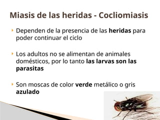  Dependen de la presencia de las heridas para
poder continuar el ciclo
 Los adultos no se alimentan de animales
domésticos, por lo tanto las larvas son las
parasitas
 Son moscas de color verde metálico o gris
azulado
Miasis de las heridas - Cocliomiasis
 