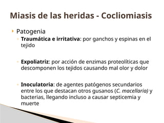  Patogenia
◦ Traumática e irritativa: por ganchos y espinas en el
tejido
◦ Expoliatriz: por acción de enzimas proteolíticas que
descomponen los tejidos causando mal olor y dolor
◦ Inoculatoria: de agentes patógenos secundarios
entre los que destacan otros gusanos (C. macellaria) y
bacterias, llegando incluso a causar septicemia y
muerte
Miasis de las heridas - Cocliomiasis
 