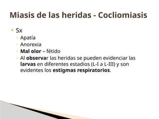  Sx
◦ Apatía
◦ Anorexia
◦ Mal olor – fétido
◦ Al observar las heridas se pueden evidenciar las
larvas en diferentes estadios (L-I a L-III) y son
evidentes los estigmas respiratorios.
Miasis de las heridas - Cocliomiasis
 