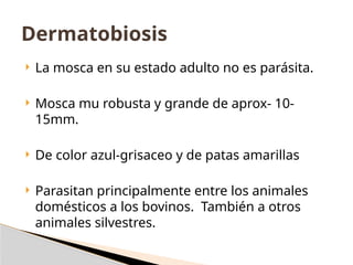  La mosca en su estado adulto no es parásita.
 Mosca mu robusta y grande de aprox- 10-
15mm.
 De color azul-grisaceo y de patas amarillas
 Parasitan principalmente entre los animales
domésticos a los bovinos. También a otros
animales silvestres.
Dermatobiosis
 