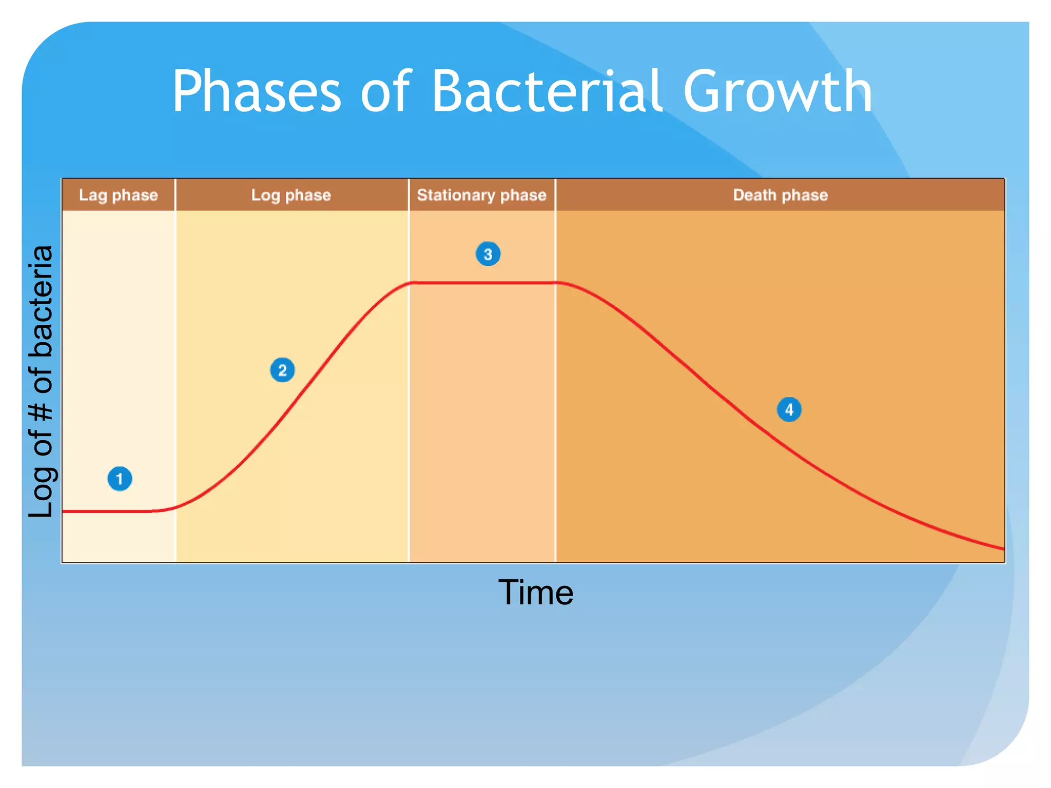Phases of Bacterial Growth
Logof#ofbacteria
Time
 