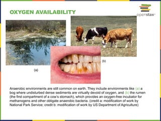 Microbiology - Microbial growth and genetics | PPTX