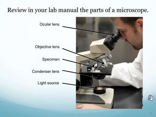 Review in your lab manual the parts of a microscope.
Ocular lens
Objective lens
Specimen
Condenser lens
Light source
1
 