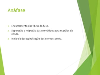 Anáfase
1. Encurtamento das fibras do fuso.
2. Separação e migração das cromátides para os pólos da
célula.
3. Início da desespiralização dos cromossomos.
 