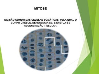 MITOSE
DIVISÃO COMUM DAS CÉLULAS SOMÁTICAS, PELA QUAL O
CORPO CRESCE, DEFERENCIA-SE, E EFETUA-SE
REGENERAÇÃO TISSULAR.
 