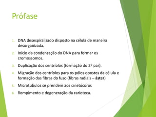 Prófase
1. DNA desespiralizado disposto na célula de maneira
desorganizada.
2. Início da condensação do DNA para formar os
cromossomos.
3. Duplicação dos centríolos (formação do 2º par).
4. Migração dos centríolos para os pólos opostos da célula e
formação das fibras do fuso (fibras radiais – áster)
5. Microtúbulos se prendem aos cinetócoros
6. Rompimento e degeneração da carioteca.
 