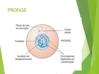 PROFASE
 