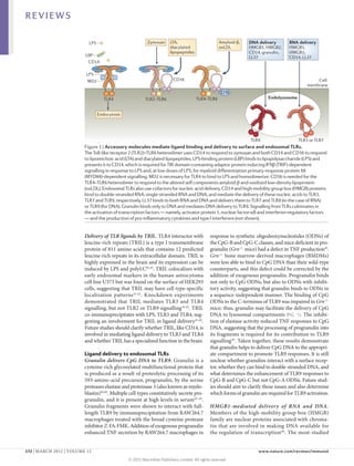 REVIEWS

                           LPS                           Zymosan      LTA,                         Amyloid-β,   DNA delivery        RNA delivery
                                                                      diacylated                   oxLDL        HMGB1, HMGB2,       HMGB1,
                                                                      lipopeptides                              CD14, granulin,     HMGB3,
                          LBP                                                                                   LL37                CD14, LL37
                           CD14

                          LPS
                          MD2                                           CD36                                                                    Cell
                                                                                                                                            membrane
                                                                                                    LYN
                                    TLR4                TLR2–TLR6                    TLR4–TLR6                           Endolysosome


                                 Endocytosis




                                                                                                                 TLR9                   TLR3 or TLR7
                         Figure 1 | Accessory molecules mediate ligand binding and delivery to surface and endosomal TLRs.
                         The Toll-like receptor 2 (TLR2)–TLR6 heterodimer uses CD14 to respond to zymosan and both CD14 and CD36 to respond
                                                                                                                        Nature Reviews | Immunology
                         to lipoteichoic acid (LTA) and diacylated lipopeptides. LPS-binding protein (LBP) binds to lipopolysaccharide (LPS) and
                         presents it to CD14, which is required for TIR domain-containing adaptor protein inducing IFNβ (TRIF)-dependent
                         signalling in response to LPS and, at low doses of LPS, for myeloid differentiation primary-response protein 88
                         (MYD88)-dependent signalling. MD2 is necessary for TLR4 to bind to LPS and homodimerize. CD36 is needed for the
                         TLR4–TLR6 heterodimer to respond to the altered self components amyloid‑β and oxidized low-density lipoprotein
                         (oxLDL). Endosomal TLRs also use cofactors for nucleic acid delivery. CD14 and high-mobility group box (HMGB) proteins
                         bind to double-stranded RNA, single-stranded RNA and DNA, and mediate the delivery of these nucleic acids to TLR3,
                         TLR7 and TLR9, respectively. LL37 binds to both RNA and DNA and delivers them to TLR7 and TLR8 (in the case of RNA)
                         or TLR9 (for DNA). Granulin binds only to DNA and mediates DNA delivery to TLR9. Signalling from TLRs culminates in
                         the activation of transcription factors — namely, activator protein 1, nuclear factor-κB and interferon-regulatory factors
                         — and the production of pro-inflammatory cytokines and type I interferons (not shown).


                         Delivery of TLR ligands by TRIL. TLR4 interactor with                response to synthetic oligodeoxynucleotides (ODNs) of
                         leucine-rich repeats (TRIL) is a type I transmembrane                the CpG‑B and CpG‑C classes, and mice deficient in pro-
                         protein of 811 amino acids that contains 12 predicted                granulin (Grn–/– mice) had a defect in TNF production45.
                         leucine-rich repeats in its extracellular domain. TRIL is            Grn–/– bone marrow-derived macrophages (BMDMs)
                         highly expressed in the brain and its expression can be              were less able to bind to CpG DNA than their wild-type
                         induced by LPS and polyI:C41,42. TRIL colocalizes with               counterparts, and this defect could be corrected by the
                         early endosomal markers in the human astrocytoma                     addition of exogenous progranulin. Progranulin binds
                         cell line U373 but was found on the surface of HEK293                not only to CpG ODNs, but also to ODNs with inhibi-
                         cells, suggesting that TRIL may have cell type-specific              tory activity, suggesting that granulin binds to ODNs in
                         localization patterns 41,42. Knockdown experiments                   a sequence-independent manner. The binding of CpG
                         demonstrated that TRIL mediates TLR3 and TLR4                        ODNs to the C‑terminus of TLR9 was impaired in Grn–/–
                         signalling, but not TLR2 or TLR9 signalling 41,42. TRIL              mice; thus, granulin may facilitate the delivery of CpG
                         co-immunoprecipitates with LPS, TLR3 and TLR4, sug-                  DNA to lysosomal compartments (FIG. 1). The inhibi-
                         gesting an involvement for TRIL in ligand delivery 41,42.            tion of elastase activity reduced TNF responses to CpG
                         Future studies should clarify whether TRIL, like CD14, is            DNA, suggesting that the processing of progranulin into
                         involved in mediating ligand delivery to TLR3 and TLR4               its fragments is required for its contribution to TLR9
                         and whether TRIL has a specialized function in the brain.            signalling 45. Taken together, these results demonstrate
                                                                                              that granulin helps to deliver CpG DNA to the appropri-
                         Ligand delivery to endosomal TLRs                                    ate compartment to promote TLR9 responses. It is still
                         Granulin delivers CpG DNA to TLR9. Granulin is a                     unclear whether granulins interact with a surface recep-
                         cysteine-rich glycosylated multifunctional protein that              tor, whether they can bind to double-stranded DNA, and
                         is produced as a result of proteolytic processing of its             what determines the enhancement of TLR9 responses to
                         593‑amino-acid precursor, progranulin, by the serine                 CpG‑B and CpG‑C but not CpG‑A ODNs. Future stud-
                         proteases elastase and proteinase 3 (also known as myelo­            ies should aim to clarify these issues and also determine
                         blastin)43,44. Multiple cell types constitutively secrete pro-       which forms of granulin are required for TLR9 activation.
                         granulin, and it is present at high levels in serum43–45.
                         Granulin fragments were shown to interact with full-                 HMGB1‑mediated delivery of RNA and DNA.
                         length TLR9 by immunoprecipitation from RAW264.7                     Members of the high-mobility group box (HMGB)
                         macrophages treated with the broad cysteine protease                 family are nuclear proteins associated with chroma-
                         inhibitor Z‑FA-FMK. Addition of exogenous progranulin                tin that are involved in making DNA available for
                         enhanced TNF secretion by RAW264.7 macrophages in                    the regulation of transcription46. The most-studied


172 | MARCH 2012 | VOLUME 12	                                                                                        www.nature.com/reviews/immunol

                                               © 2012 Macmillan Publishers Limited. All rights reserved
 