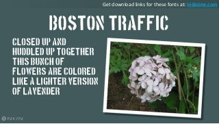 Boston Traffic
Closed up and huddled
up together, this
bunch of flowers are
colored like a lighter
version of lavender
Get...