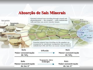    Absorção de Sais Minerais
 