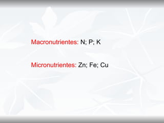 Macronutrientes: N; P; K


Micronutrientes: Zn; Fe; Cu
 