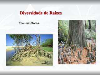   Diversidade de Raízes

    Pneumatóforos
 