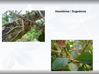 Haustórios / Sugadoras
 