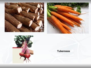 Tuberosas
 