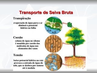    Transporte de Seiva Bruta
 