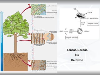 Tensão-Coesão
     Ou
  De Dixon
 