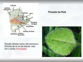 Pressão de Raiz




Secção desses vasos não provoca a
Entrada de ar no sei interior, mas
sim a saída: Exsudação
 