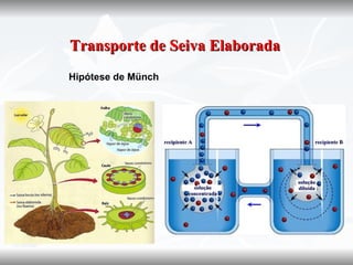    Transporte de Seiva Elaborada
    Hipótese de Münch
 
