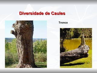    Diversidade de Caules

                     Tronco
 