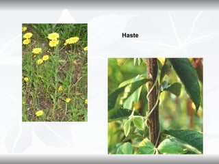 Haste
 