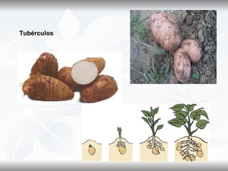Tubérculos
 