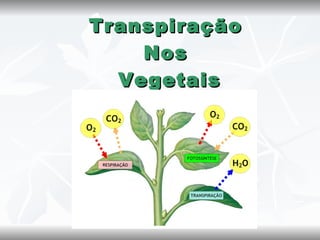 Transpiração
    Nos
  Vegetais
 