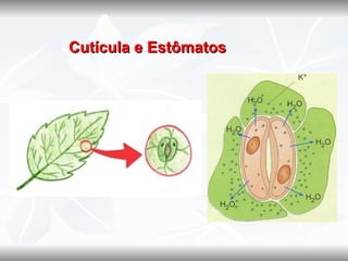    Cutícula e Estômatos
 