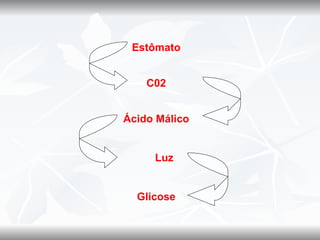 Estômato


    C02


Ácido Málico


     Luz


  Glicose
 