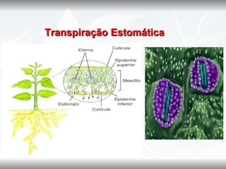    Transpiração Estomática
 