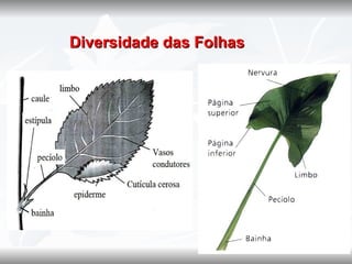    Diversidade das Folhas
 