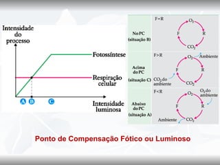 Ponto de Compensação Fótico ou Luminoso
 