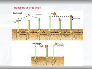 Trabalhos de Frits Went
 