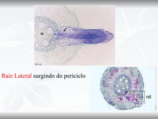 Raiz Lateral surgindo do periciclo
 