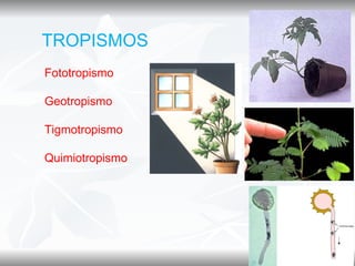 TROPISMOS
Fototropismo

Geotropismo

Tigmotropismo

Quimiotropismo
 
