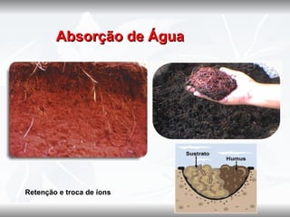    Absorção de Água




Retenção e troca de íons
 