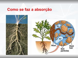 Como se faz a absorção
 