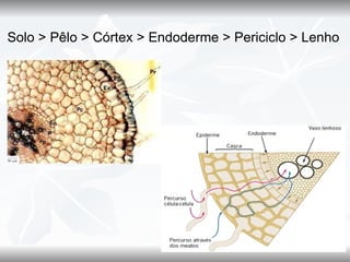 Solo > Pêlo > Córtex > Endoderme > Periciclo > Lenho
 