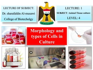 Morphology and
types of Cells in
Culture
LECTURE OF SUBJECT:
Dr. sharafaldin Al-musawi
College of Biotecholgy
LECTURE: 1
SUBJECT: Animal Tissue culture
LEVEL: 4
 