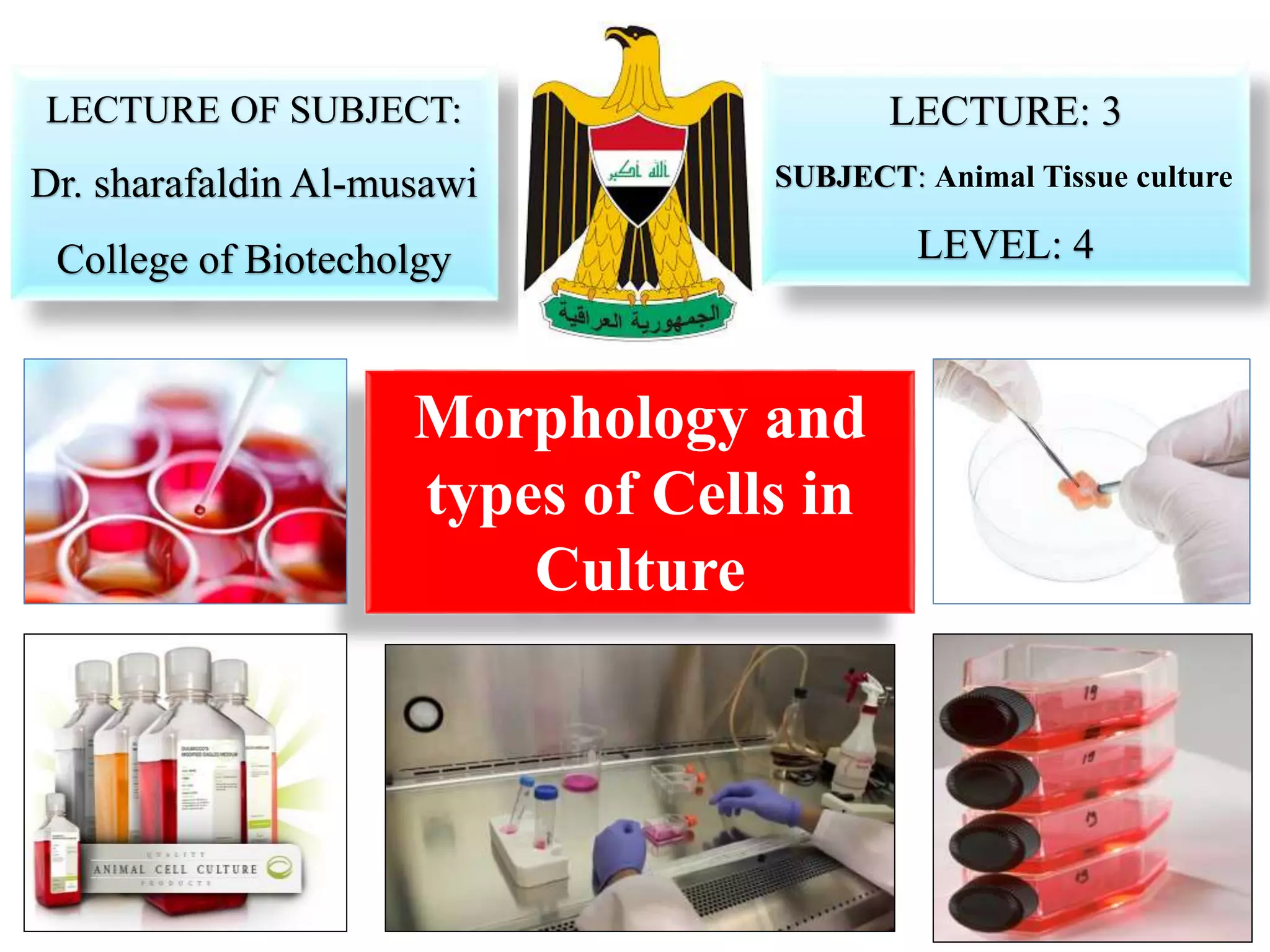 morphology and types of cells in culture lecture 3 | PPTX