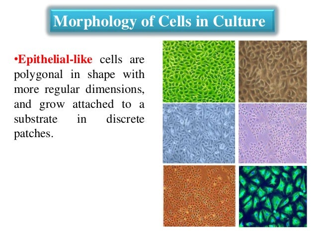 3 morphology and types of cells in culture lecture 3